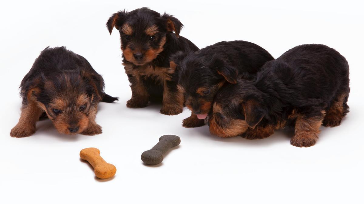 Cachorros de perros