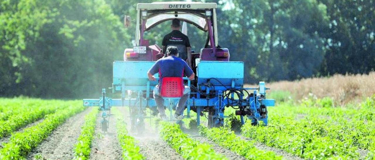 Un tractor esparce fertilizantes, cuyo precio se ha duplicado, en una explotación hortofrutícola. | EMV