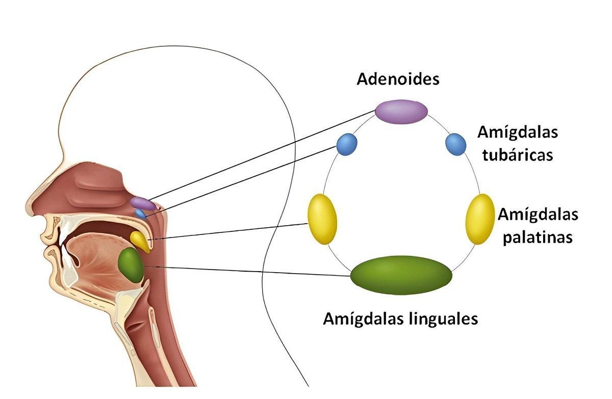 Anatomía del anillo linfático de Waldeyer