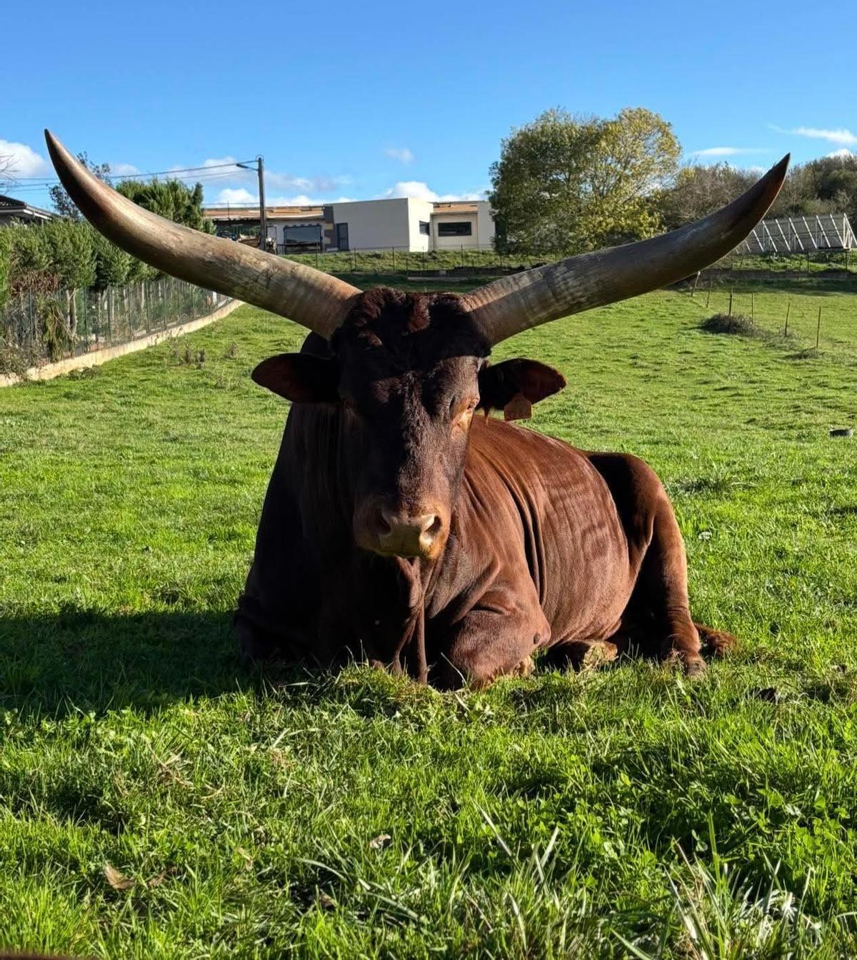 El macho, Popeye, de imponente cornamenta.