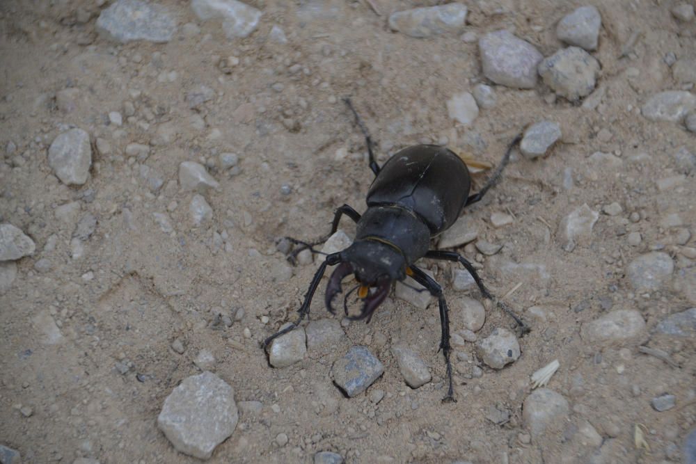 Escanyapolls. Es tracta del coleòpter més gran d’Europa. Quan arriben la calor d’estiu es poden veure volant, al capvespre, prop de boscos caducifoli