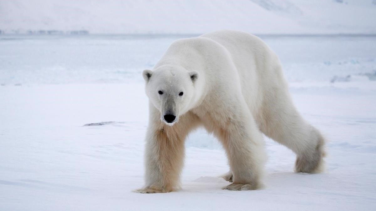 zentauroepp16764928 cuaderno del domingo oso polar en svalbard noruega200828091937