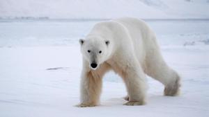 zentauroepp16764928 cuaderno del domingo oso polar en svalbard noruega200828091937