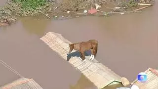 Un caballo quedó atrapado en un tejado por las inundaciones en Brasil