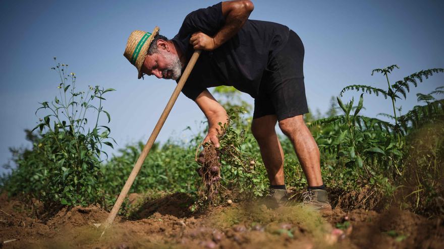 Crisis en el campo tinerfeño: «En otros países ser agricultor es ser una persona rica, aquí es como un castigo»