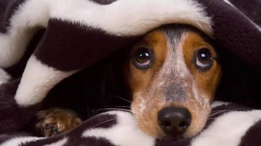 Bellesa canina: Aquestes són les 10 races de gos més boniques que existeixen