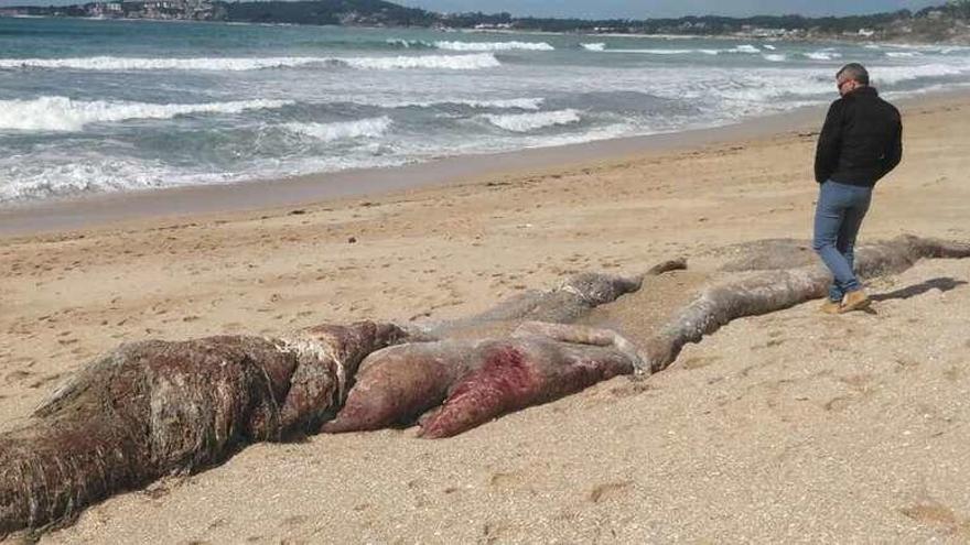 Un hombre observa los restos del gran cachalote muerto que la marea volvió a depositar sobre el arenal de A Lanzada. // Muñiz