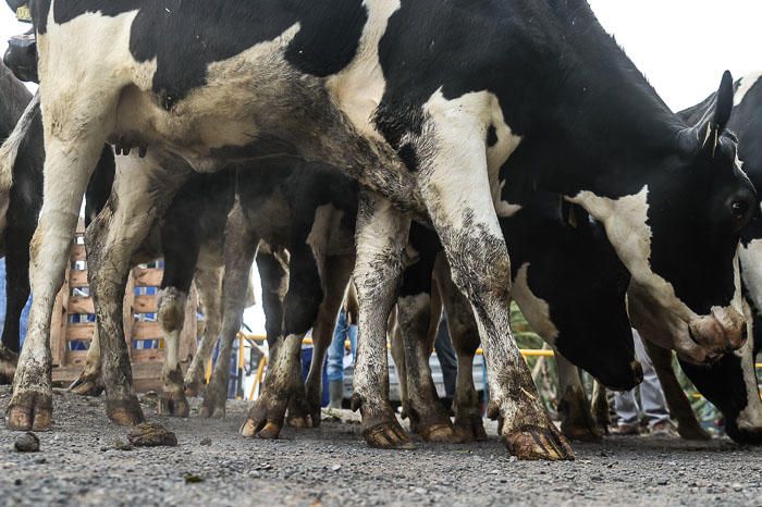 El Cabildo recibe 33 vacas