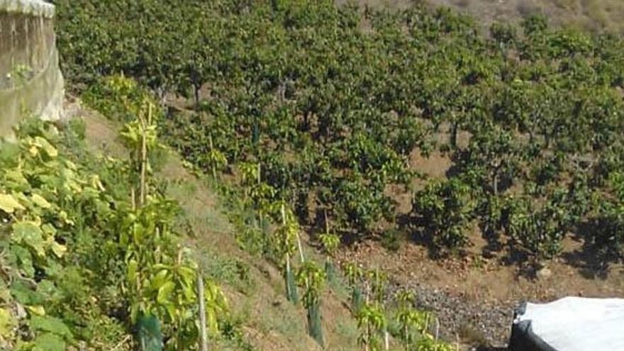 Un agricultor observa una plantación de mangos jóvenes.