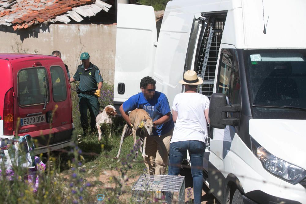 Rescatados perros Valdeperdices