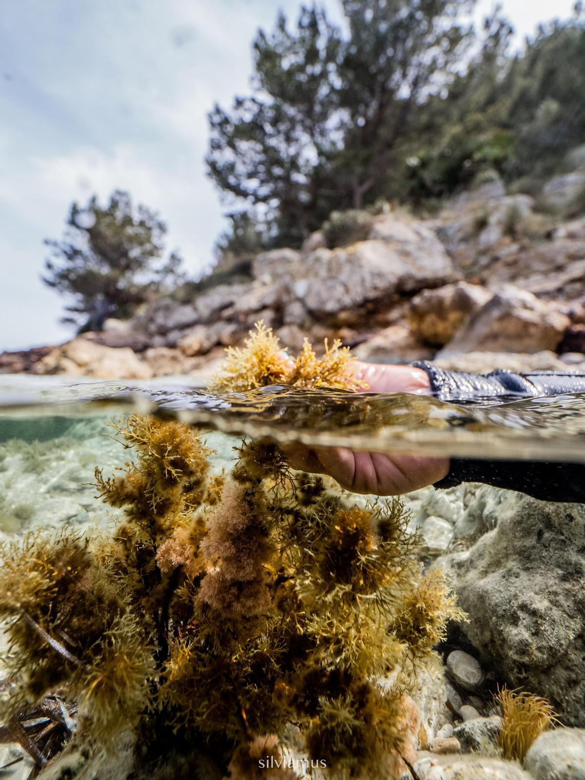 Portocolom | El estado de la posidonia en la bahía, en imágenes