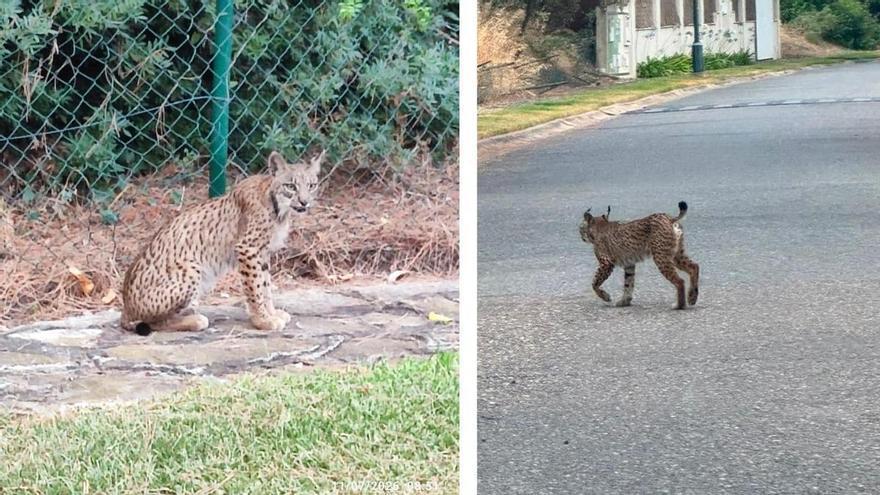 Un lince ibérico aparece en mitad de una calle de Bollullos de la Mitación: “Ya es zona lincera de facto”