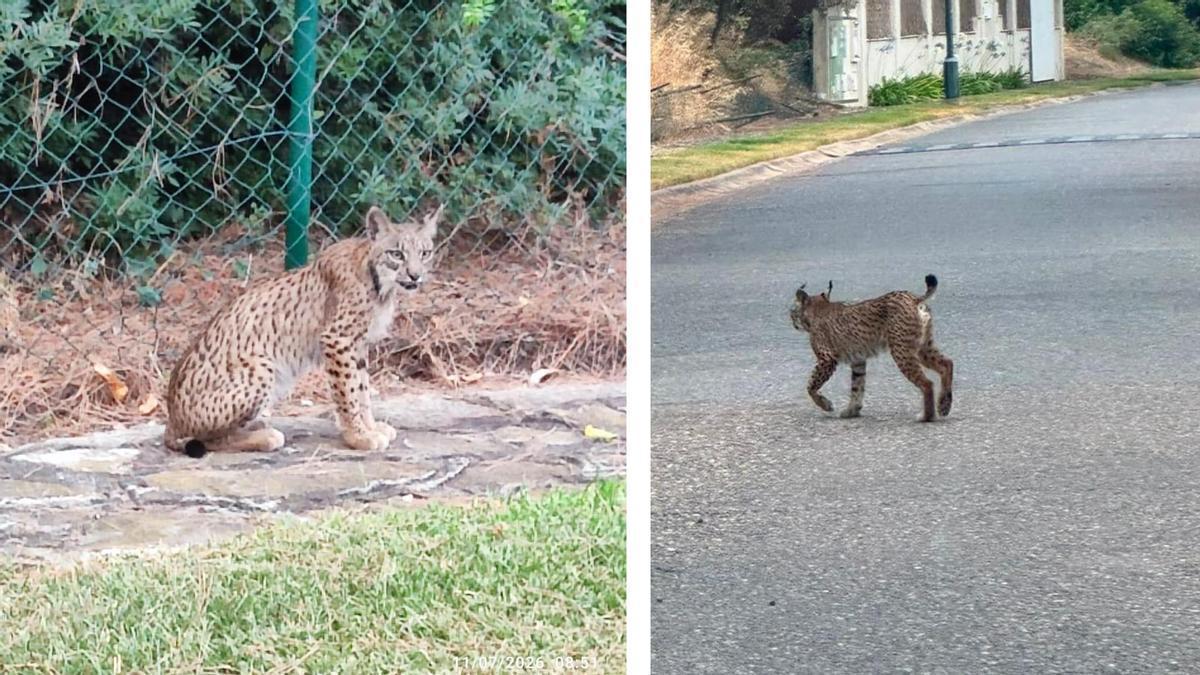 Un lince ibérico aparece en una calle de Bollullos de la Mitación.