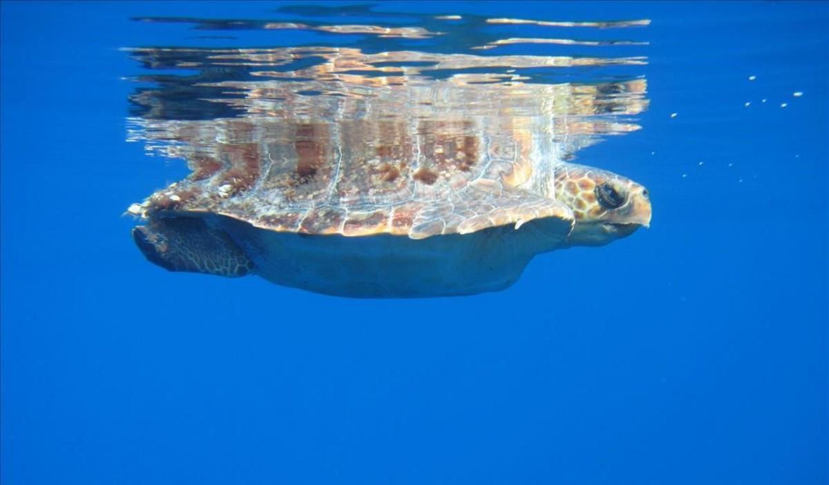 Tortuga en el corredor de cetáceos del Mediterráneo.