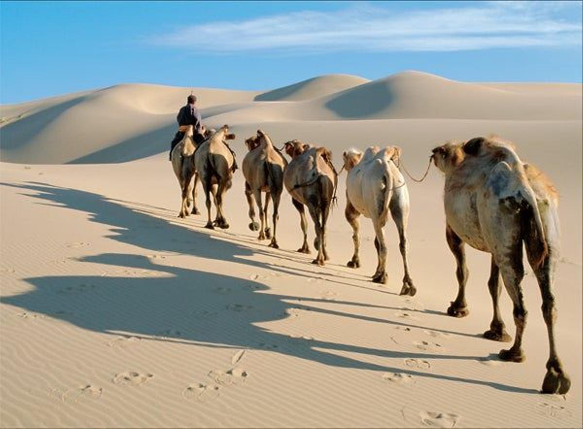 El desierto del Gobi es un mundo perdido donde los peludos camellos bactrianos de dos jorobas son lo
