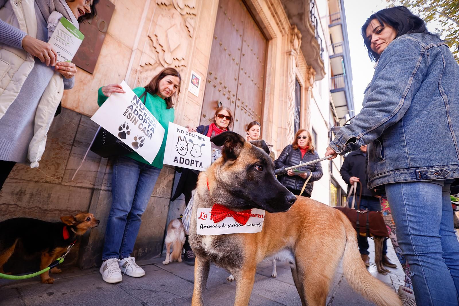 Un paseo con perros para fomentar la adopción
