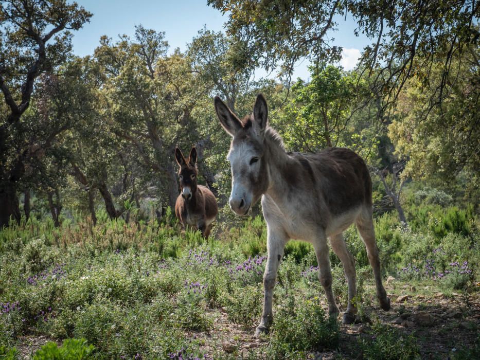 Les burres de Cantallops en la prevenció d'incendis forestals