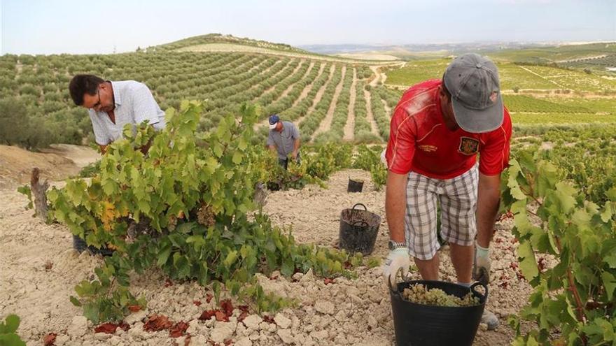 Agricultura destina 650.144 euros para la reestructuración de 100 hectáreas de viñedo en Córdoba