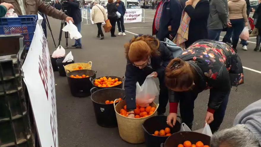 Los agricultores regalan naranjas en Nules