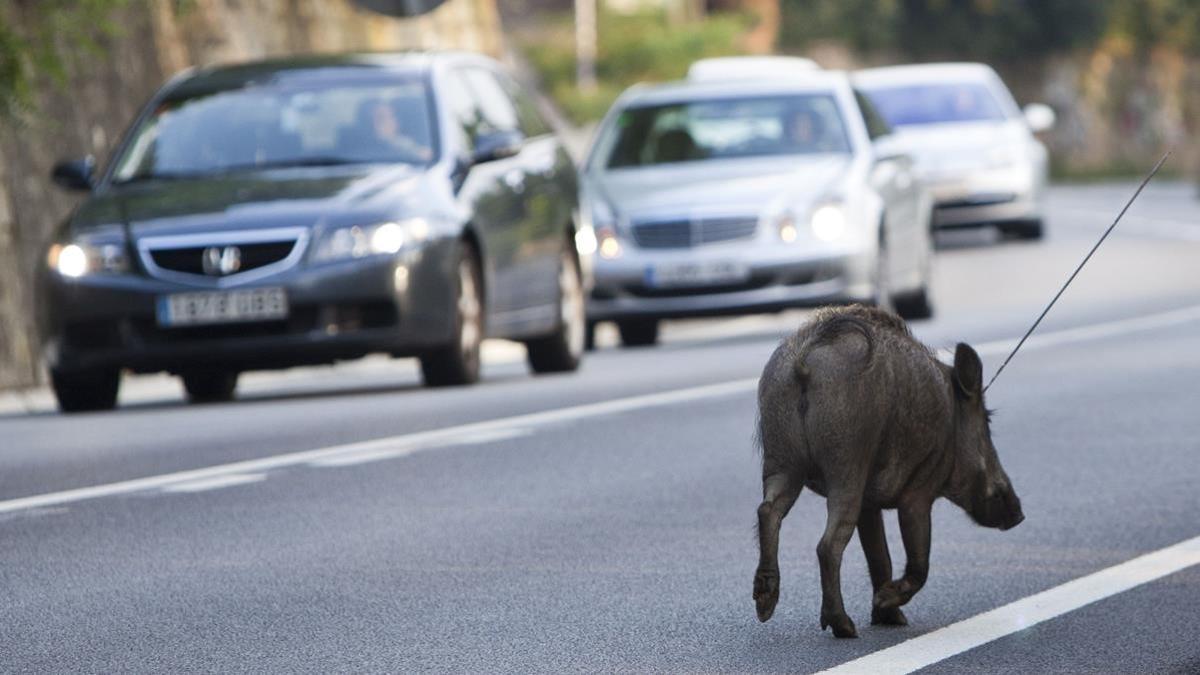 zentauroepp16487064 15 07 2011  jabali herido  porc senglar ferit a la carretera180703165741