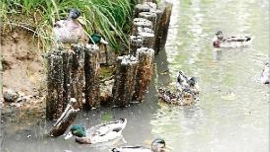 Un grup d&#039;ànecs al rierol del parc de la Devesa, on n&#039;hi ha un centenar.