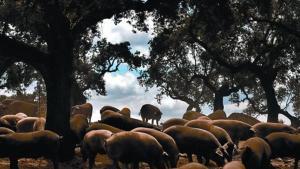 Cerdos ibéricos en una dehesa cercana a Jerez de los Caballeros, en Badajoz.