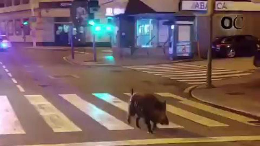 Un jabalí se pasea de madrugada por varias calles de A Coruña