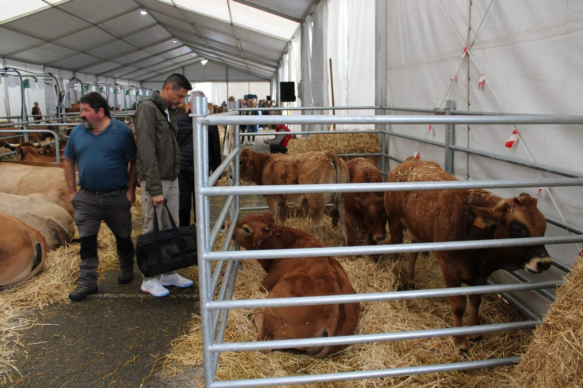 Así es Llangréu Nautral, la feria de las razas autóctonas asturianas que se celebra en pleno centro de Langreo