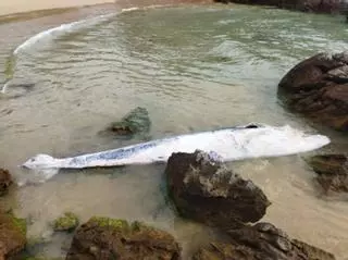 Aparece un gigantesco animal marino muerto en una playa de Llanes