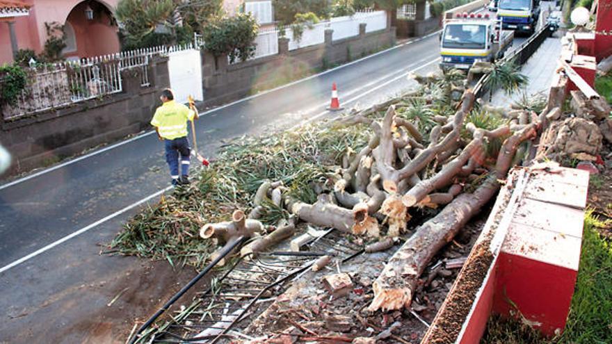 Varios operarios de Carreteras retiran los restos del drago centenario que se cayó ayer en la villa.