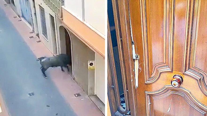 Más de 15 días sin poder entrar en su casa en Castellón porque un toro reventó la puerta