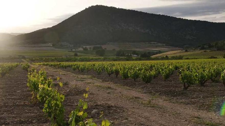 Valle del Aceniche, allí donde el vino adquiere sus magníficas cualidades