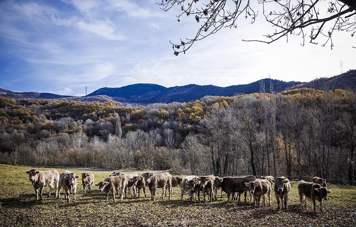 Filete de Ternera Bruna Ecológica del Pirineo de primera