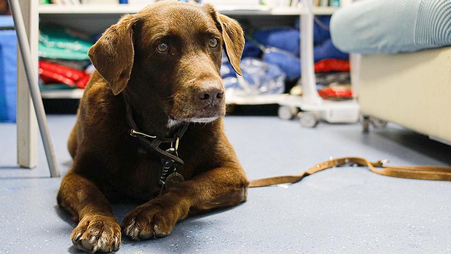 &quot;Un perro puede morir en menos de 10 minutos encerrado en un coche&quot;