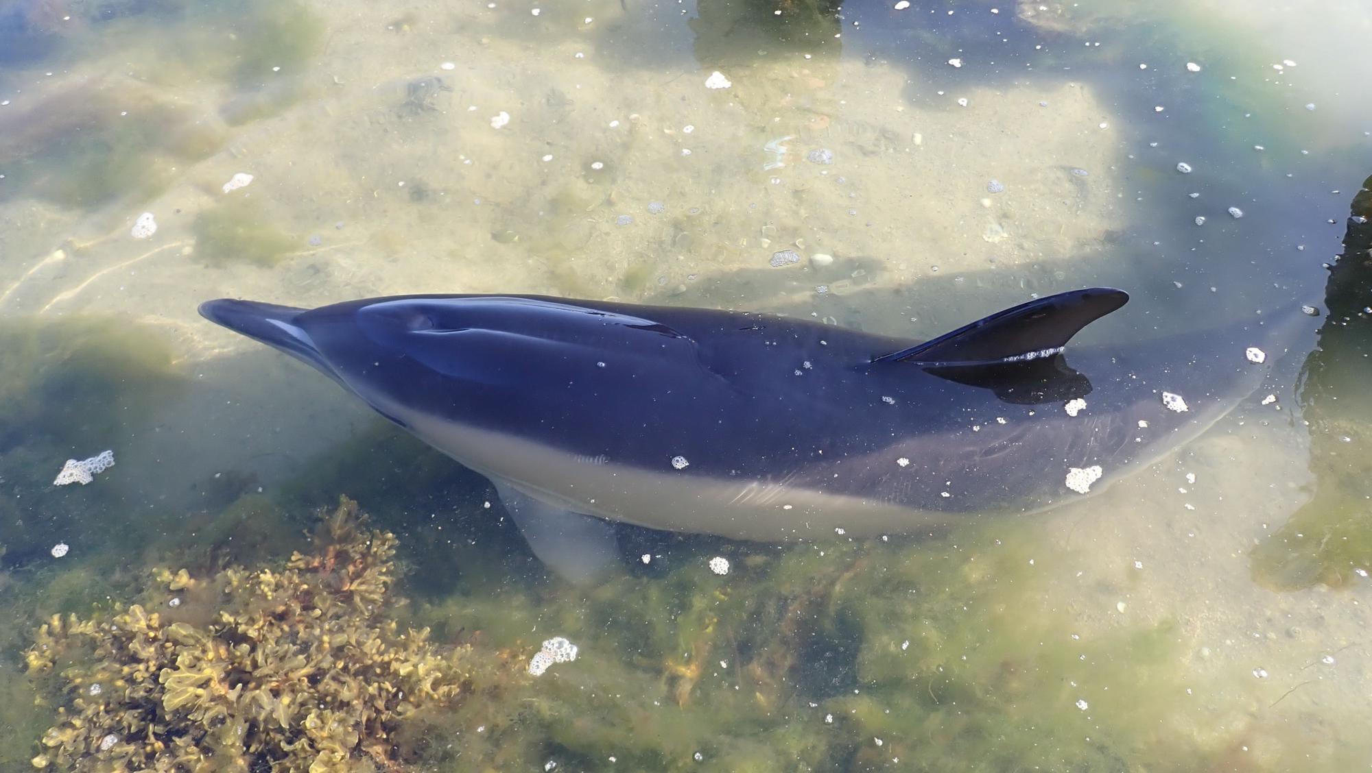 Una delfín hembra y su cría, salvadas "in extremis" en A Toxa