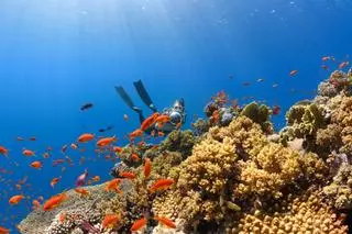 Karlos Simón presenta sus viajes de buceo para 2027 en Madrid: entrada gratis, nuevo libro y expediciones de regalo