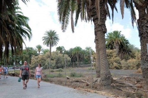 Mal estado de las Palmeras en el Oasis de Maspalomas y el Parque Tony Gallardo