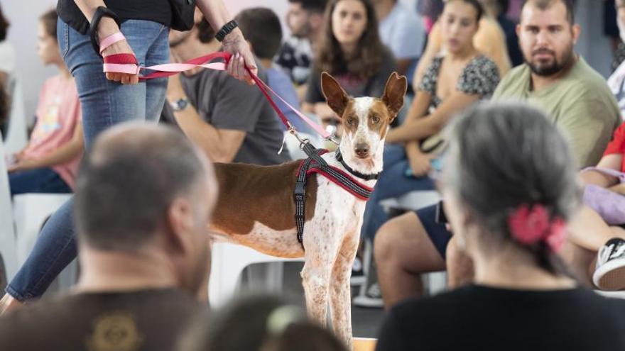 Podenco canario en busca de familia, ayer. | | ALEJANDRO SOSA