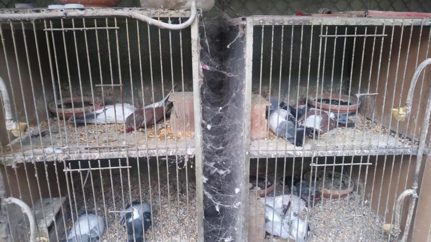 Las palomas muertas en sus jaulas.