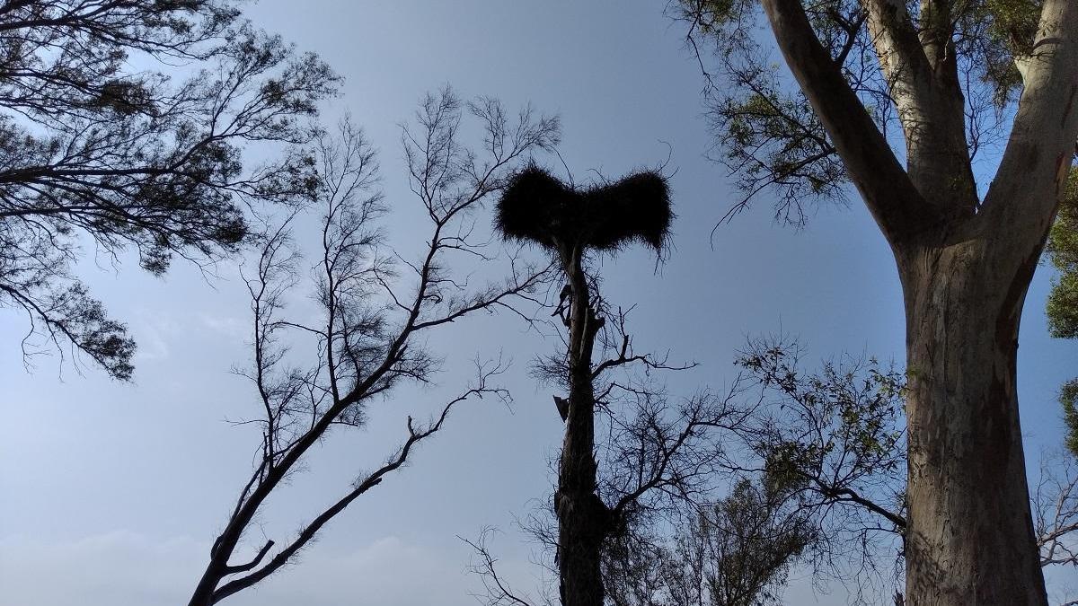 En la foto, tomada esta semana en los Baños del Carmen, puede verse la silueta de un eucalipto seco, que soporta en todo lo alto un espectacular nido comunero de cotorras argentinas.