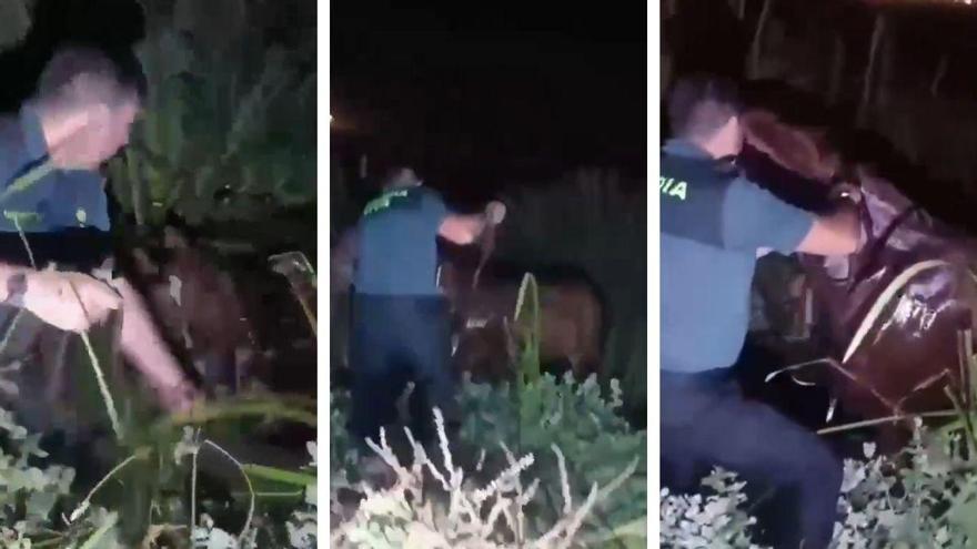 Vídeo | Difícil rescate en El Rocío: la Guardia Civil libera a un jinete y su caballo atrapados en el barro