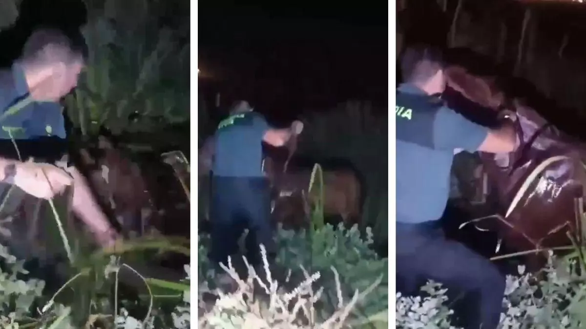 El difícil y angustioso rescate de un jinete y su caballo atrapados en el barro en El Rocío