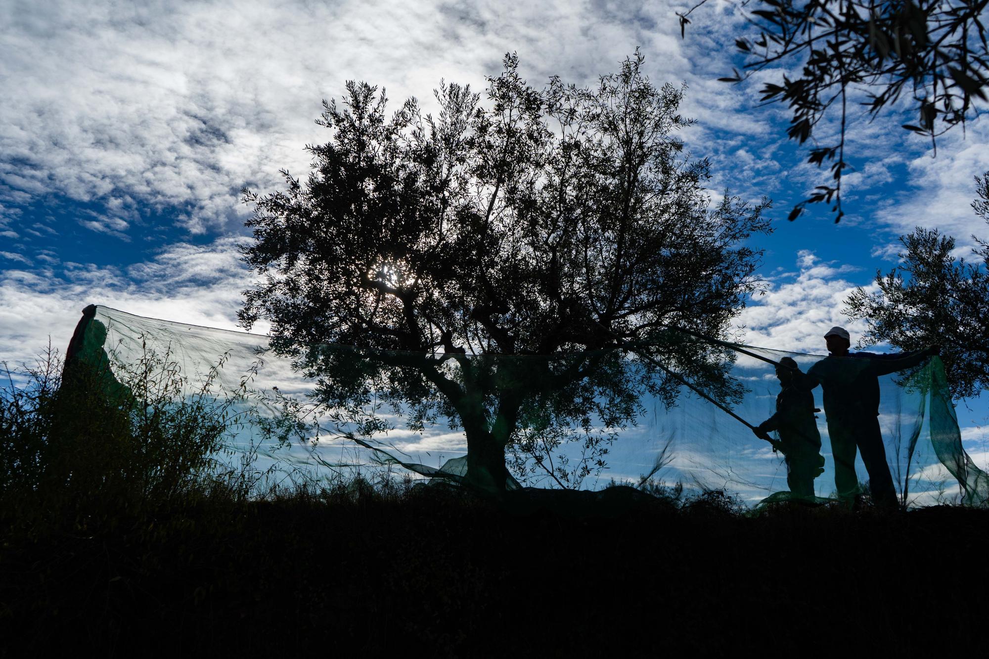 GALERÍA | Recogida de la aceituna en Fermoselle