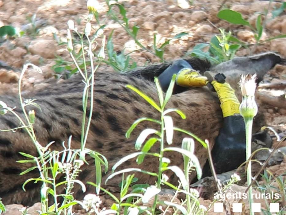 El linx albirat a l'àrea metropolitana de Barcelona.