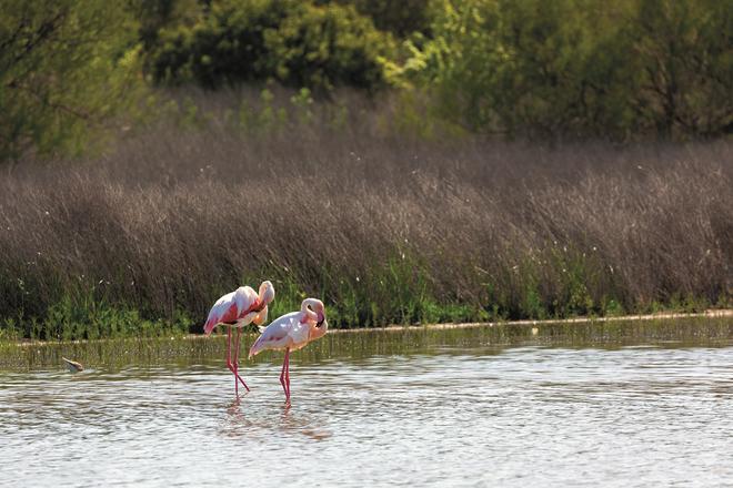 Flamencos en la Laguna de Fuente de Piedra.