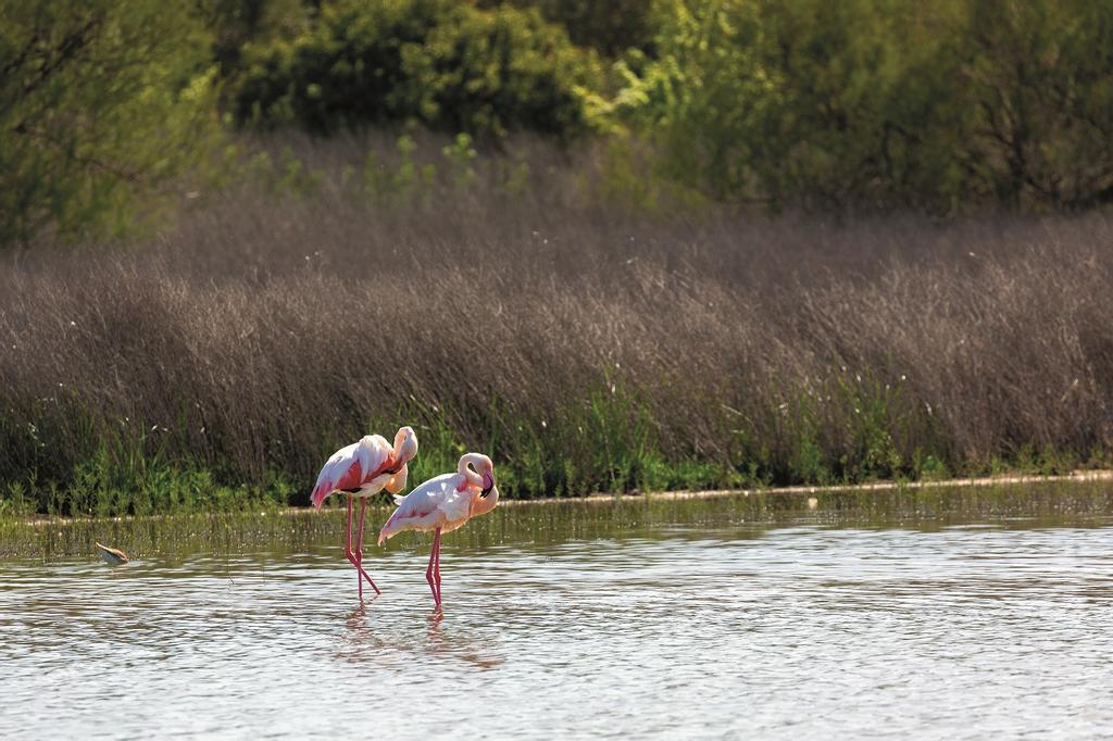 Flamencos en la Laguna de Fuente de Piedra.