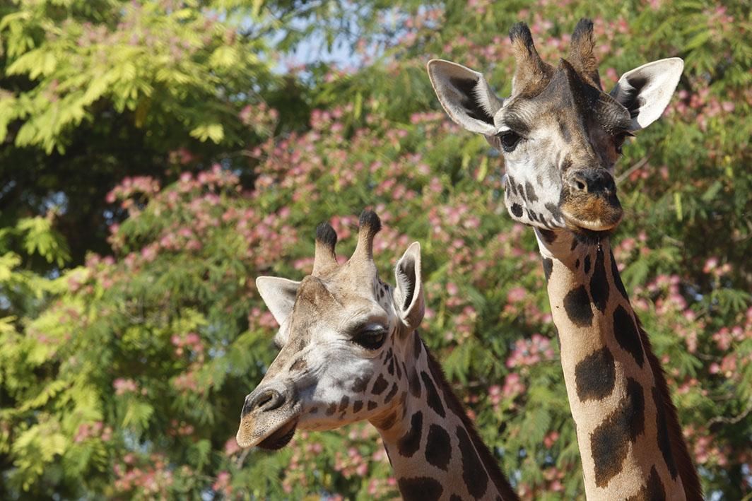 Reapertura del Zoológico tras el estado de alarma