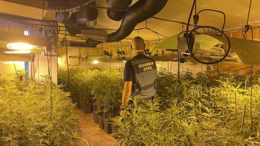 Una gran plantació de marihuana desmantellada a Palol d’Onyar aquest any
