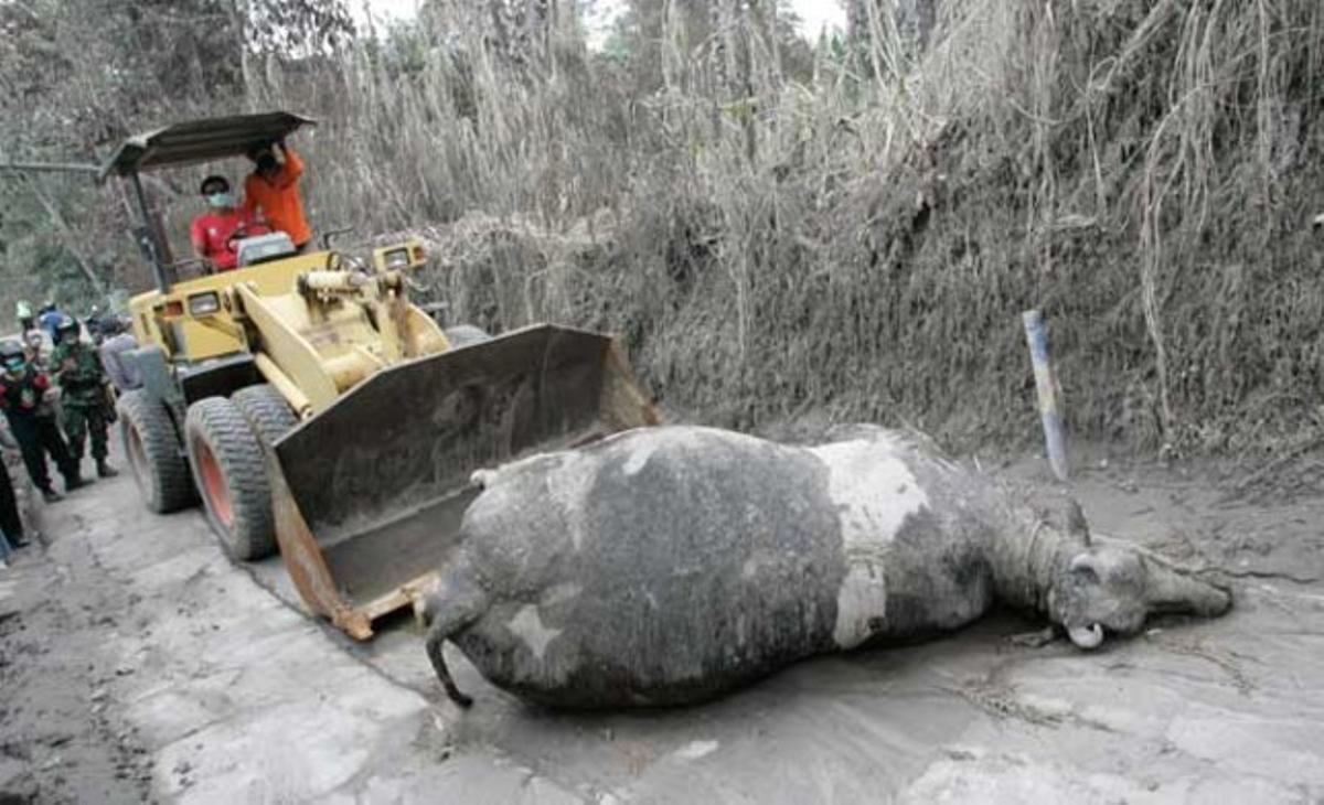 Una excavadora retira el cos d’una vaca morta després de l’última erupció del Merapi a Jojakarta (Indonèsia). L’activitat volcànica ja està afectant el trànsit aeri.
