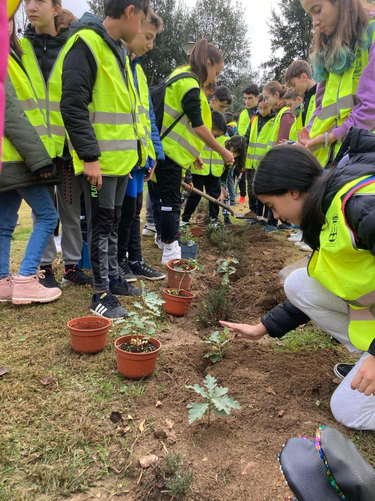 Platación de chopos en la jornada medioambiental el IES Los Sauces de Benavente